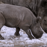 Rhino sees snow for first time