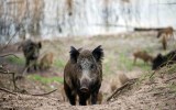 wild boar