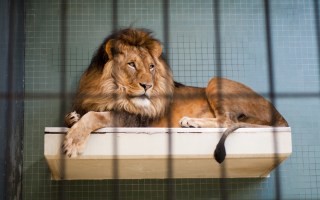 zoos