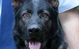 police dog Waco dies heat stress