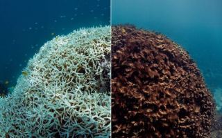 coral bleaching