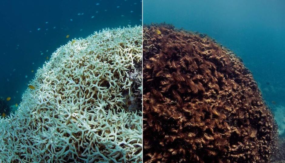 coral bleaching