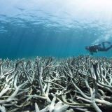 Bleached coral Great Barrier Reef