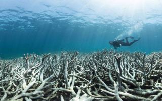 Bleached coral Great Barrier Reef