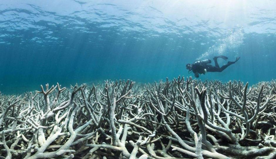 Bleached coral Great Barrier Reef