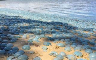 Blue blubber bloom