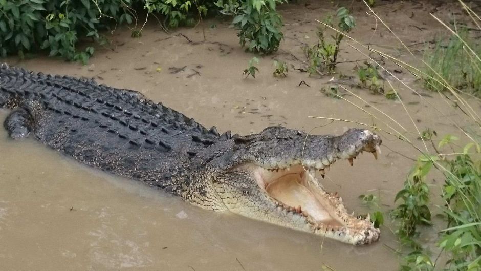 Saltwater crocodile