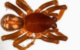 Ant eating spider Queensland