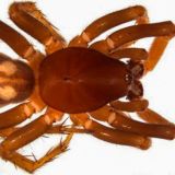 Ant eating spider Queensland