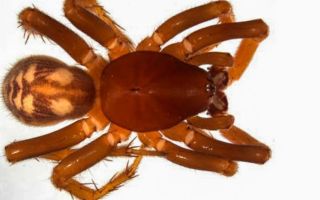 Ant eating spider Queensland