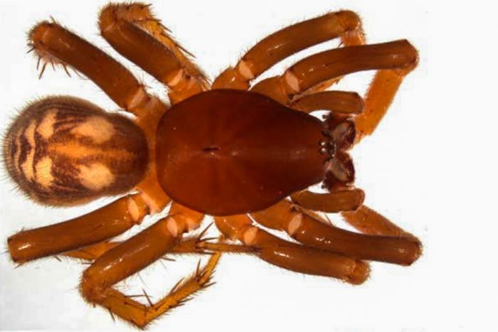 Ant eating spider Queensland