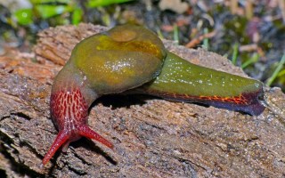 sir david attenborough snail