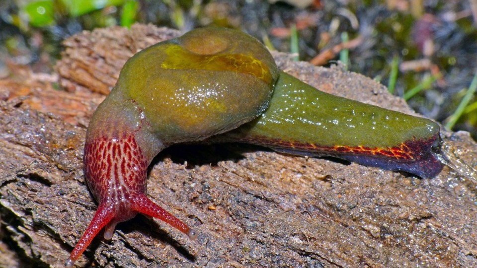 sir david attenborough snail