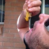 Amiuus Lennie grasshopers