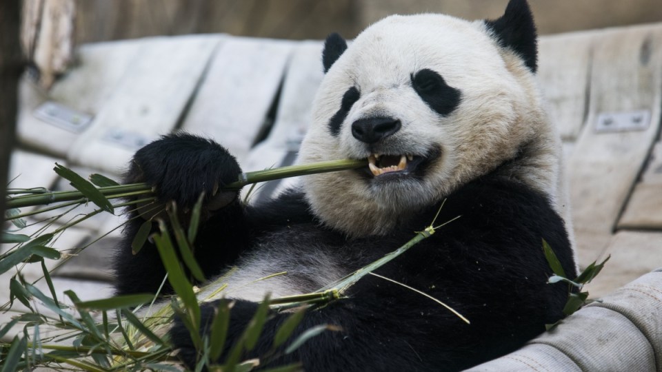panda