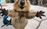 quokka pictures goes viral