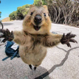 quokka pictures goes viral