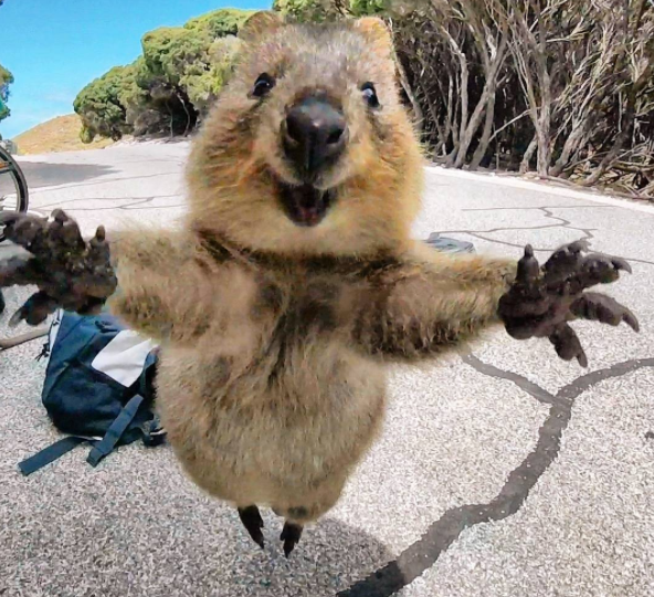 quokka pictures goes viral