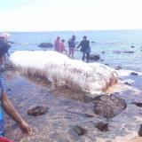 sea creature