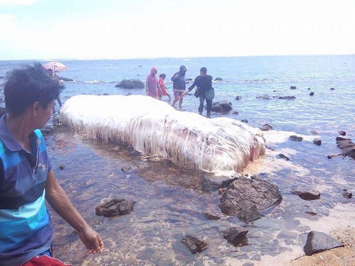 sea creature