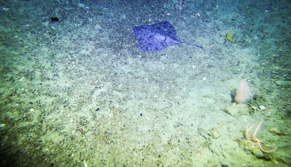 stingray