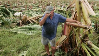 Cyclone Debbie fruit prices