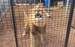 Lion snarls at photographer