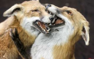 Taxidermy foxes