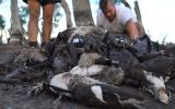dead ducks