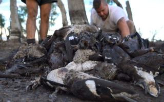 dead ducks