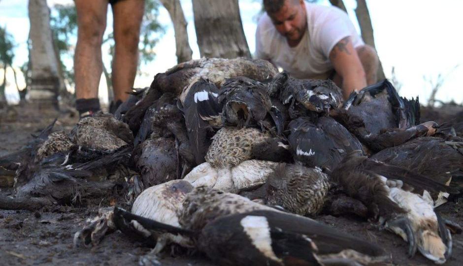 dead ducks