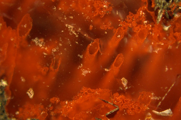 Fossils Canada