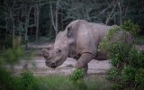 white rhino killed france