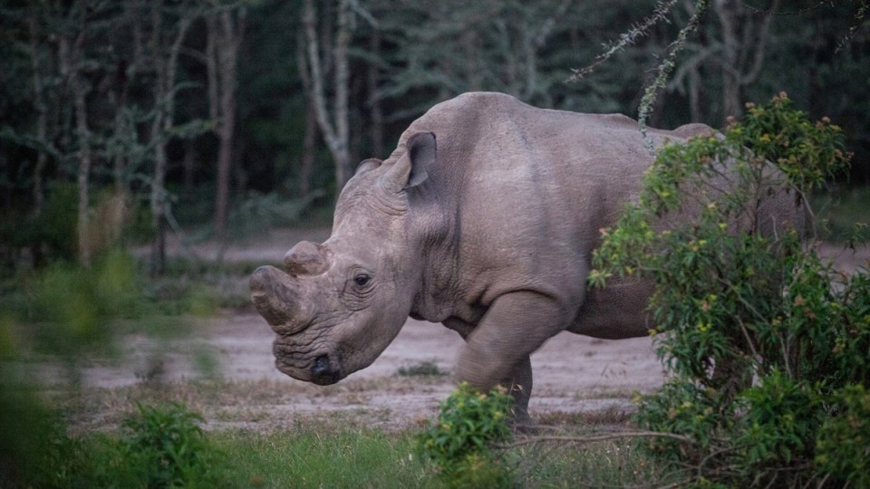 white rhino killed france
