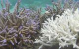 Bleached and unbleached coral from Fiji