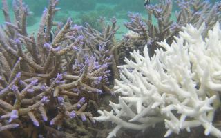 Bleached and unbleached coral from Fiji