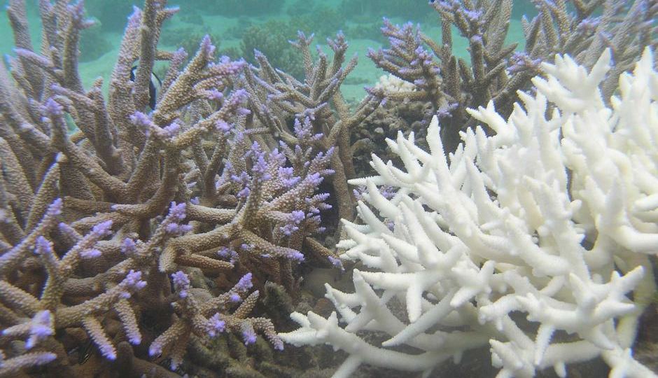 Bleached and unbleached coral from Fiji
