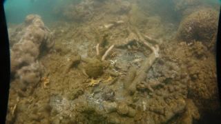 Dead coral off north Queensland