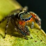 New species of jumping spider