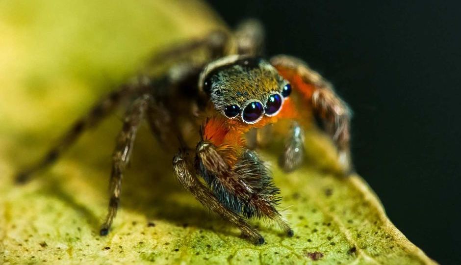 New species of jumping spider