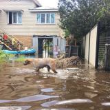 Rockhampton floodwaters