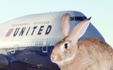 united rabbit death