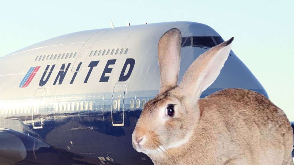 united rabbit death