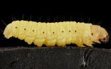 Wax worm