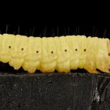 Wax worm