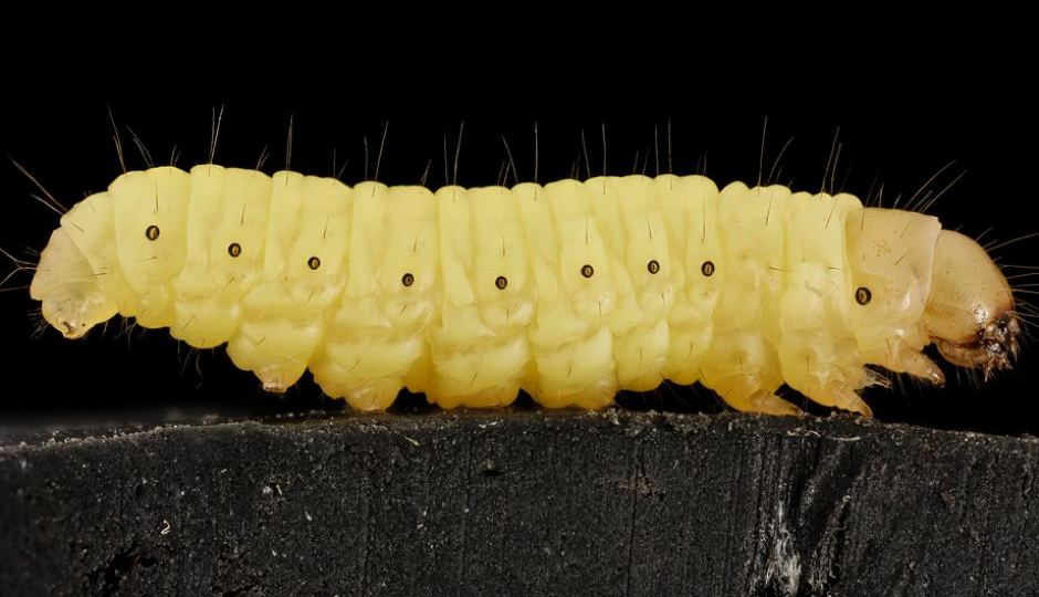 Wax worm