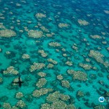GREAT BARRIER REEF BLEACHING