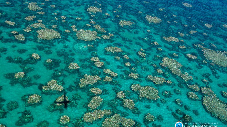 GREAT BARRIER REEF BLEACHING