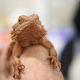 Bearded Dragon