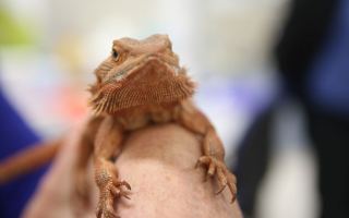 Bearded Dragon